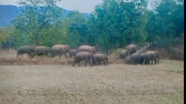 DHANBAD : बैरिकेडिंग तोड़ रेलवे ट्रैक पर पहुंचे हाथी, ट्रेन की चपेट में आने से बचे